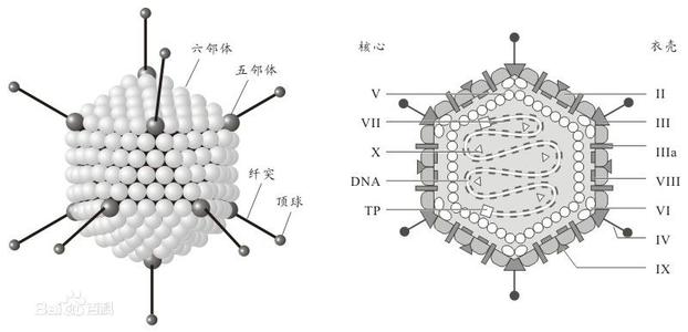 抗腺病毒五鄰體單克隆抗體